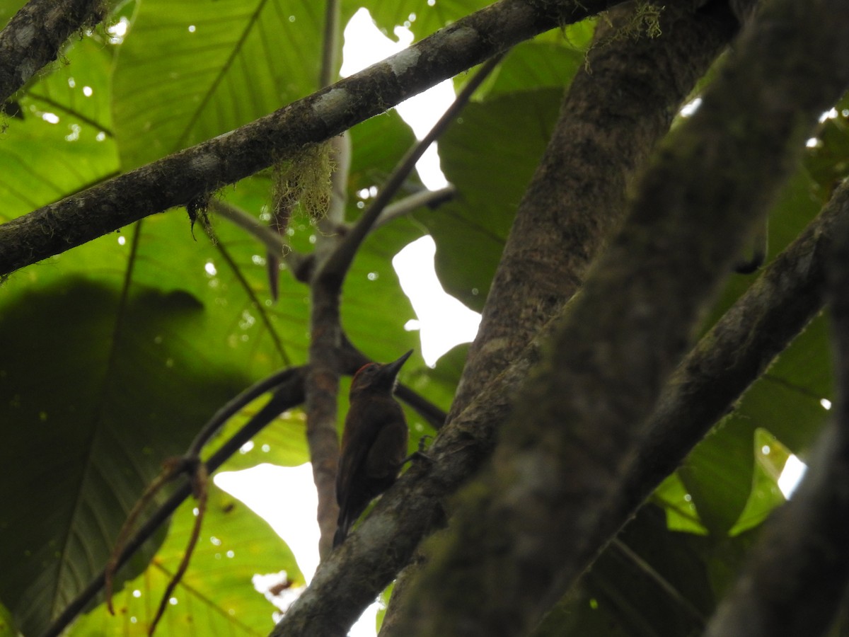 Smoky-brown Woodpecker - Luis Gonzalez