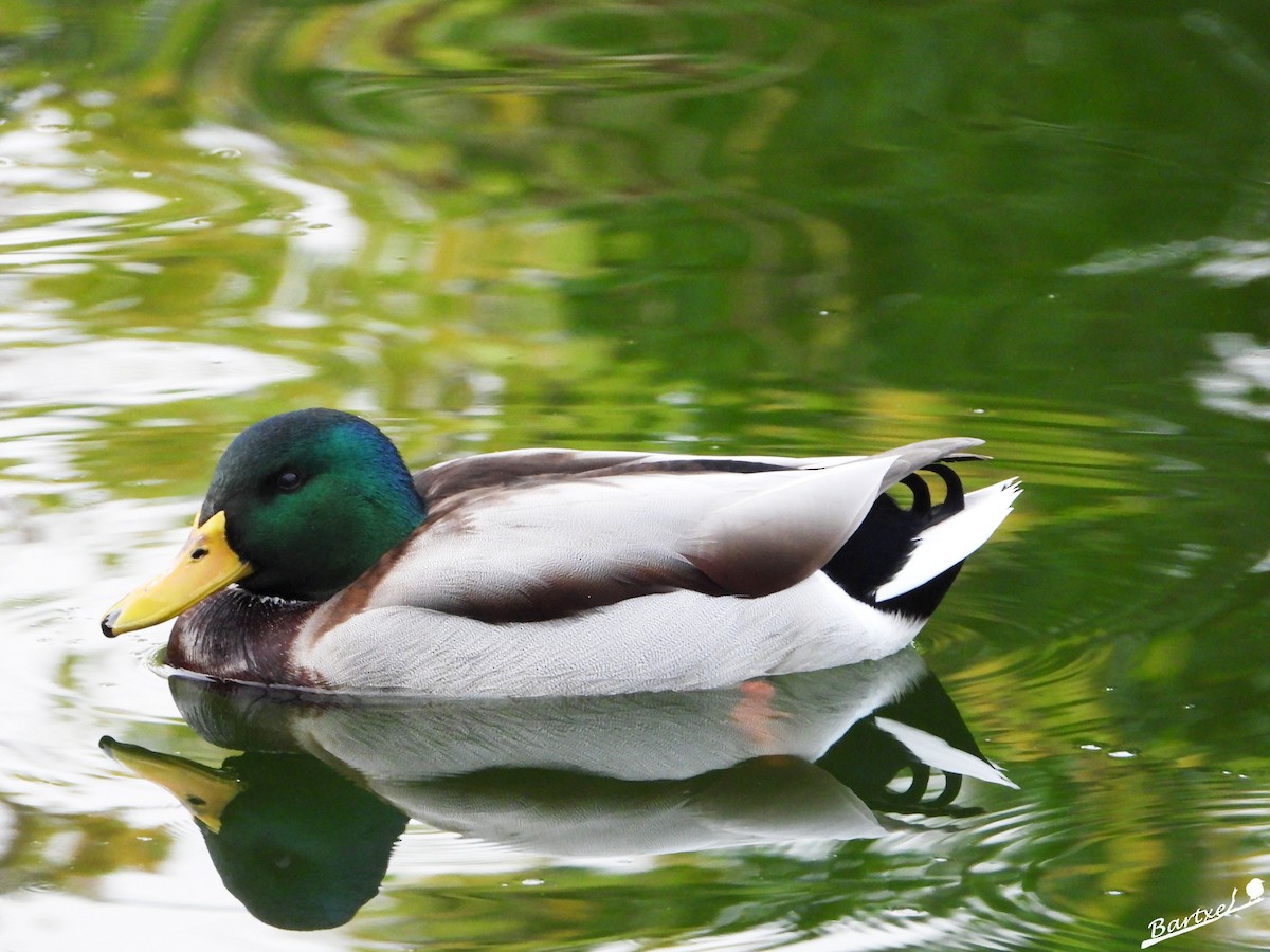 Mallard - J. Alfonso Diéguez Millán 👀