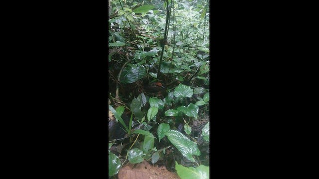 Rufous-crowned Antpitta - ML499682441