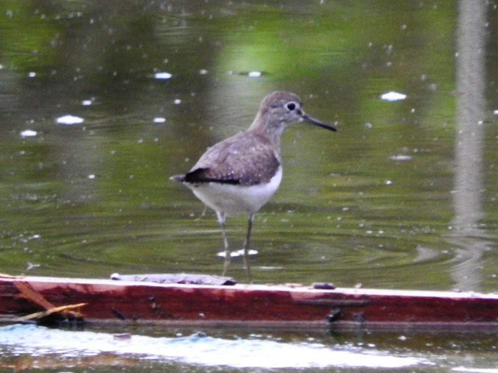 Solitary Sandpiper - ML499683171