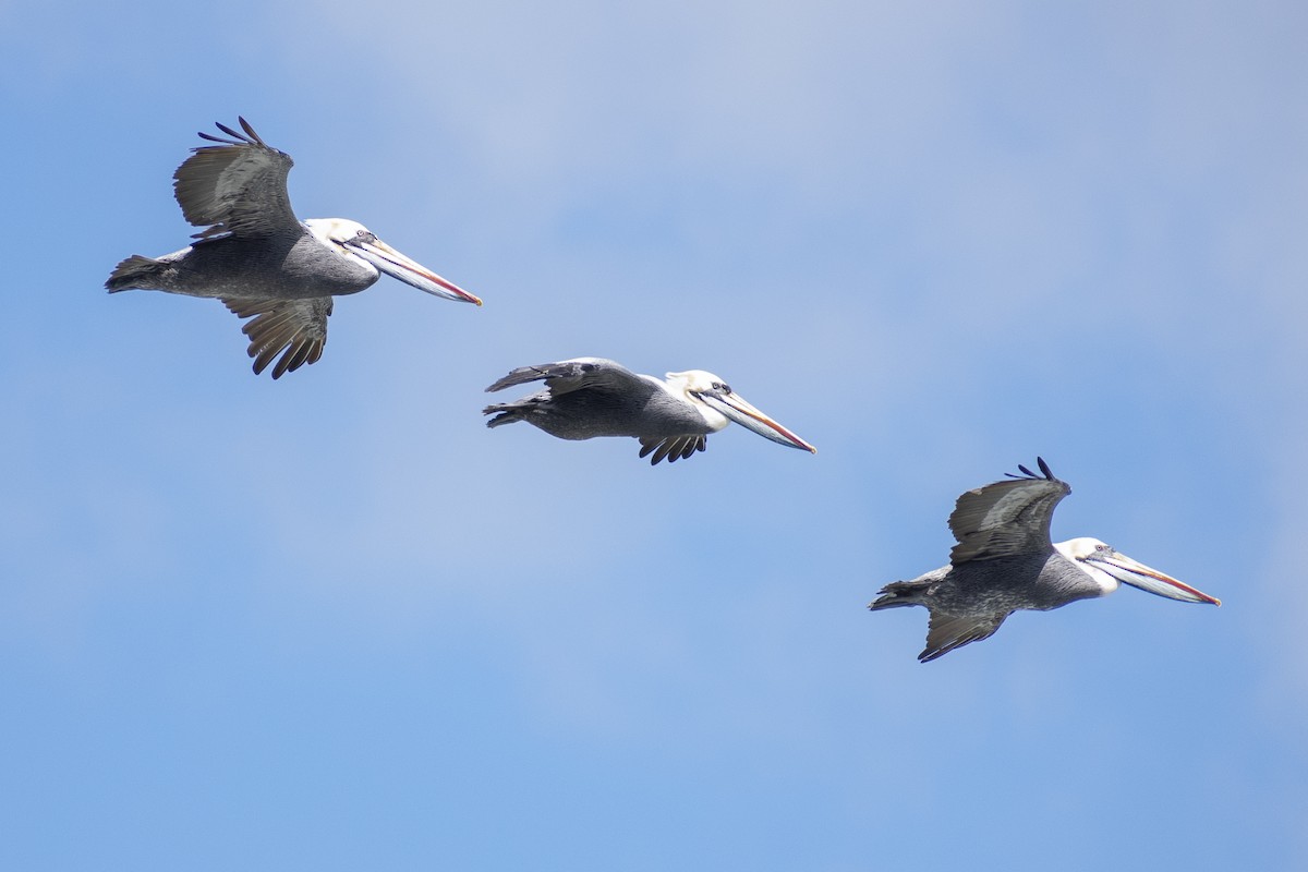 Peruvian Pelican - ML499683731