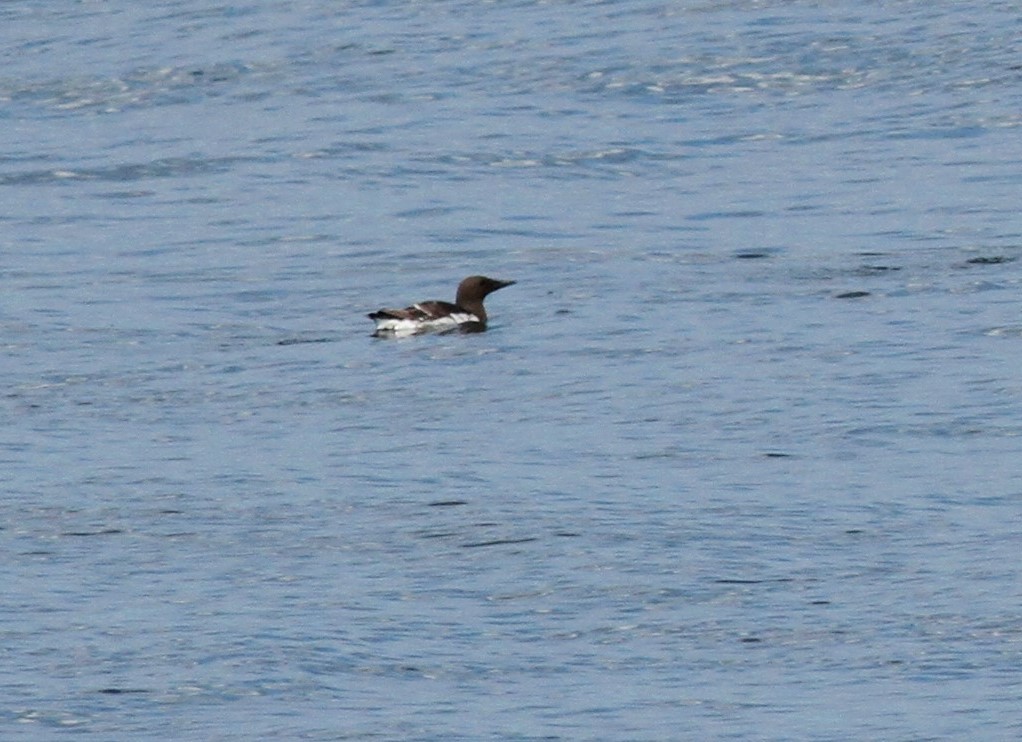 Common Murre - ML499684261