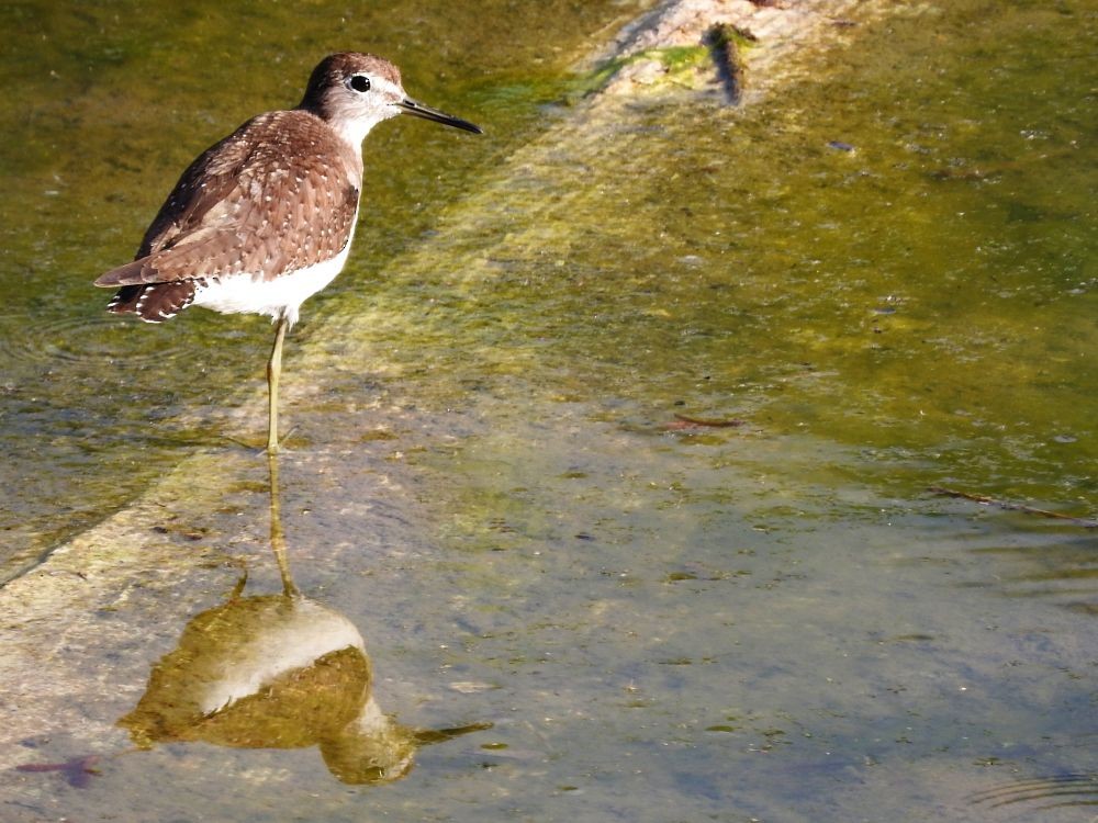 Solitary Sandpiper - ML499684491