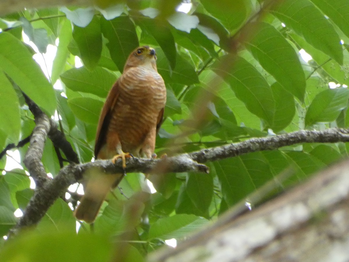 Tiny Hawk - ML499684651