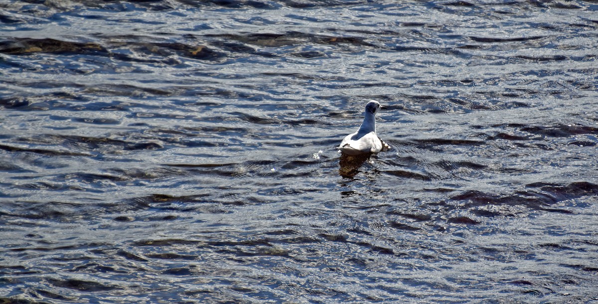 Bonaparte's Gull - ML499684941