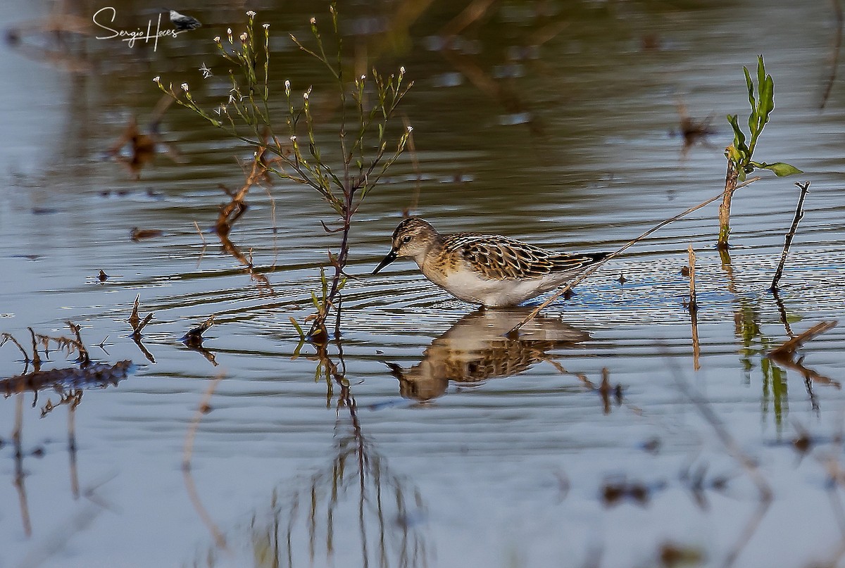 Dunlin - Sergio Hoces lucena