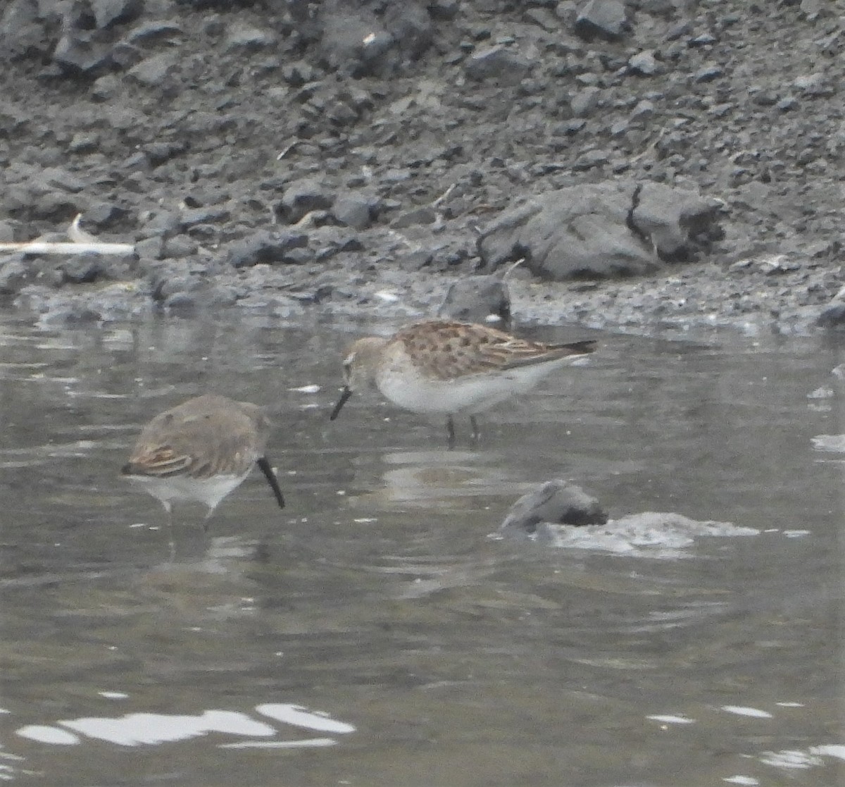 Weißbürzel-Strandläufer - ML499687331