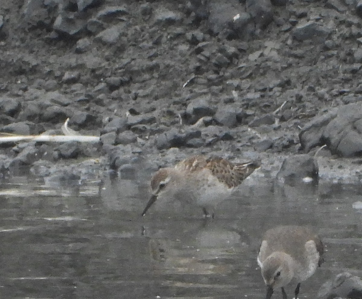 White-rumped Sandpiper - ML499687341