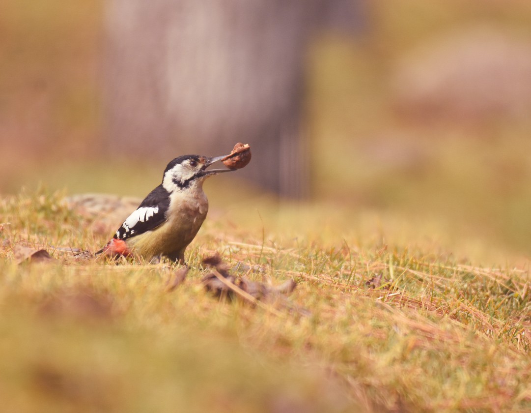 Himalayan Woodpecker - ML499688981