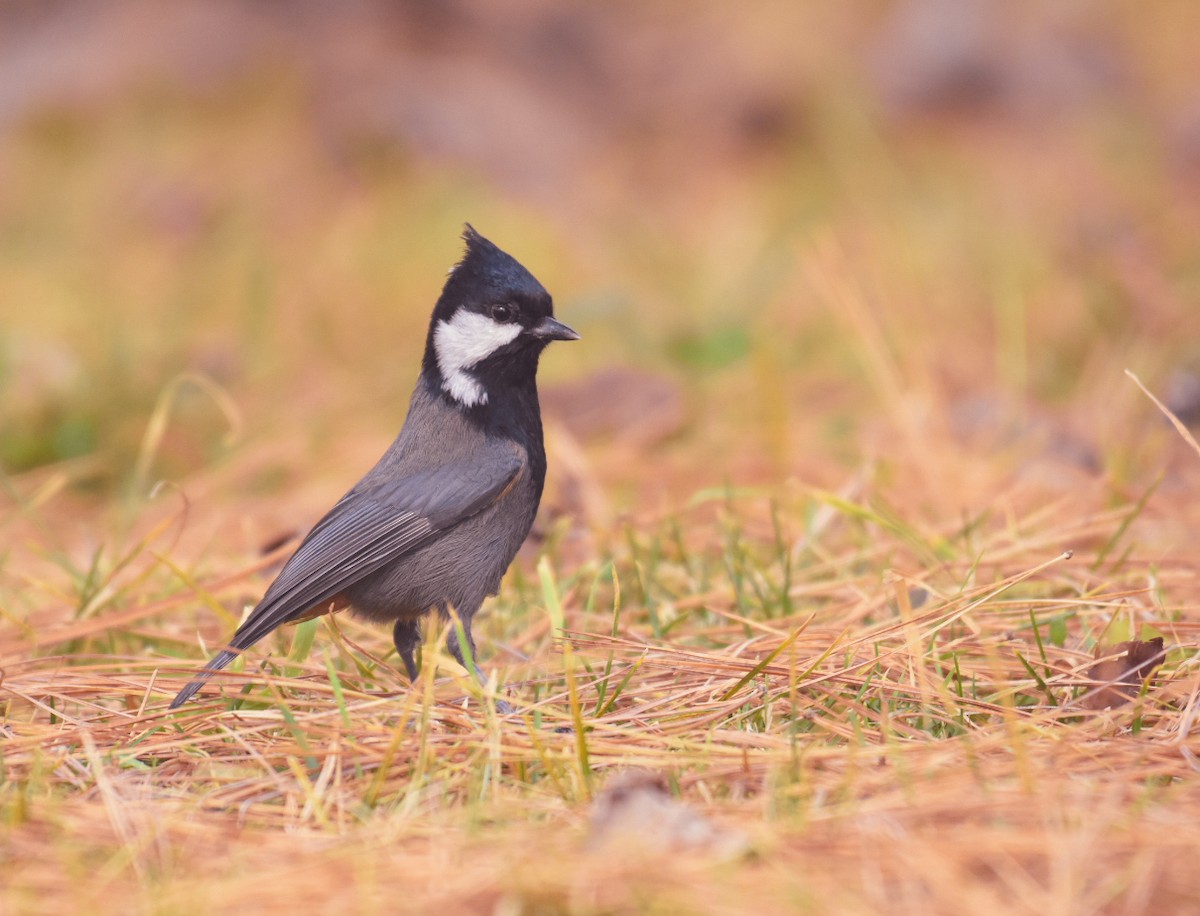 Rufous-naped Tit - ML499689021