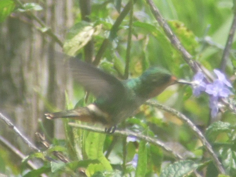 Frilled Coquette - ML499689801