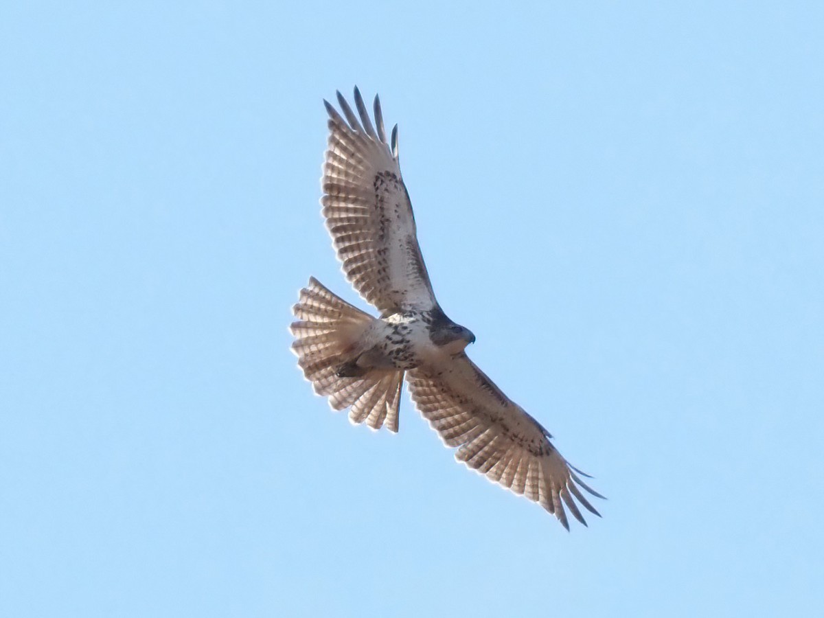 Red-tailed Hawk - ML499690291