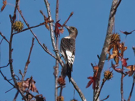 Red-headed Woodpecker - ML499690341