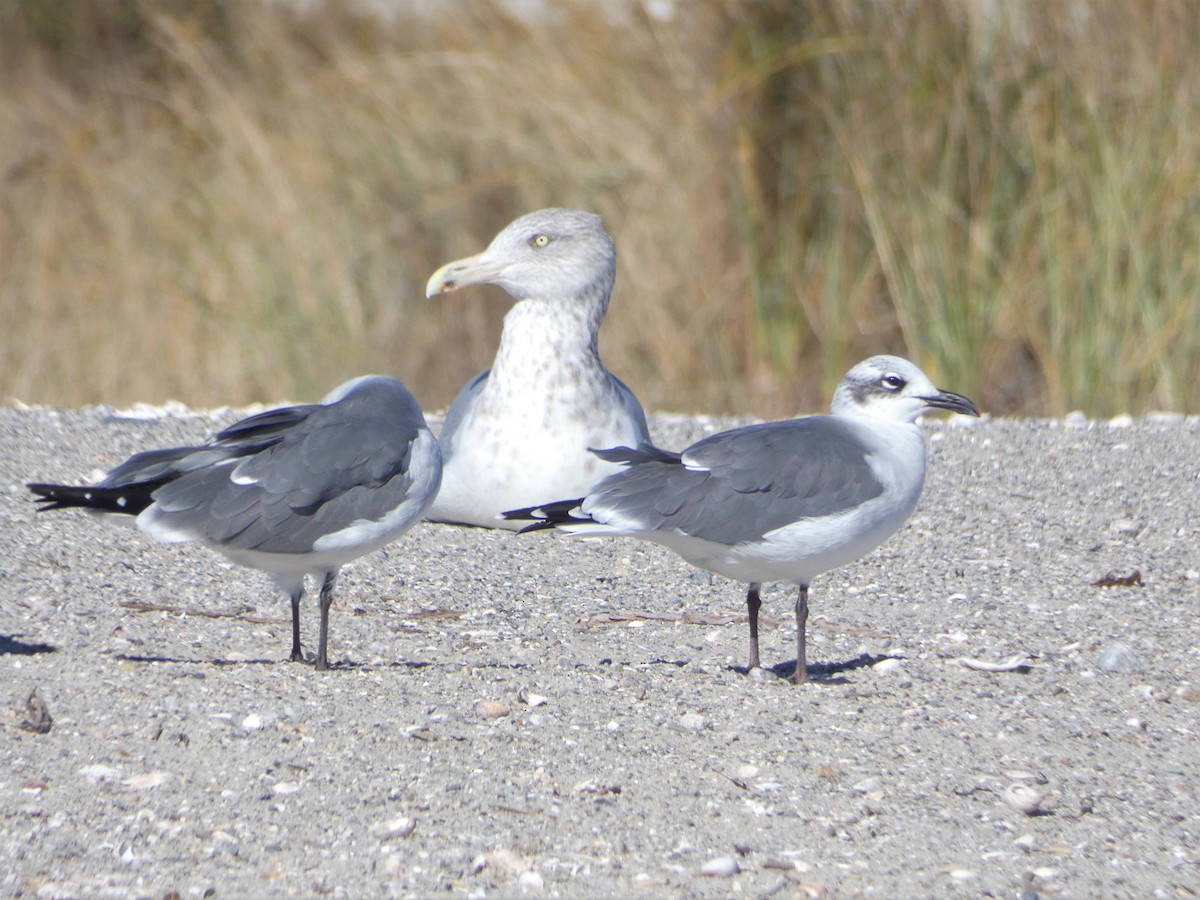 Laughing Gull - ML499690381