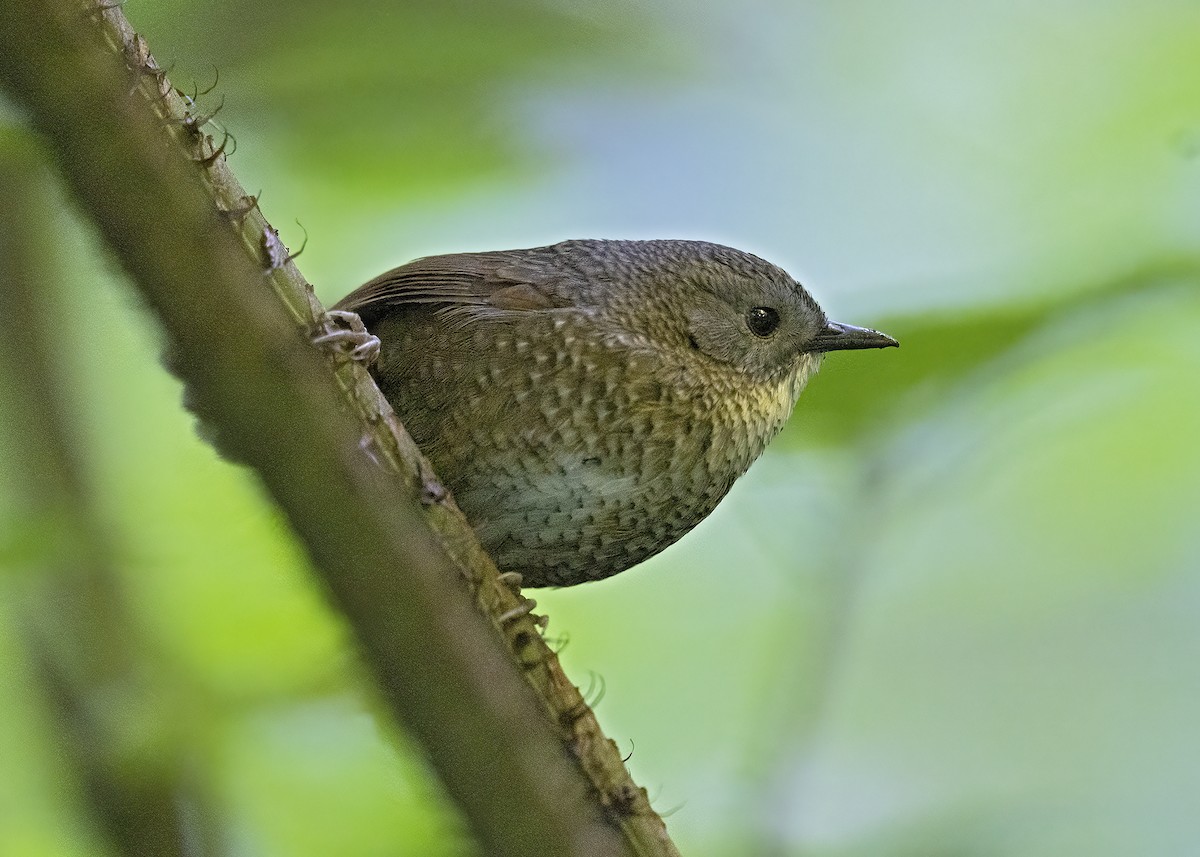 Naga Wren-Babbler - Arpit Bansal