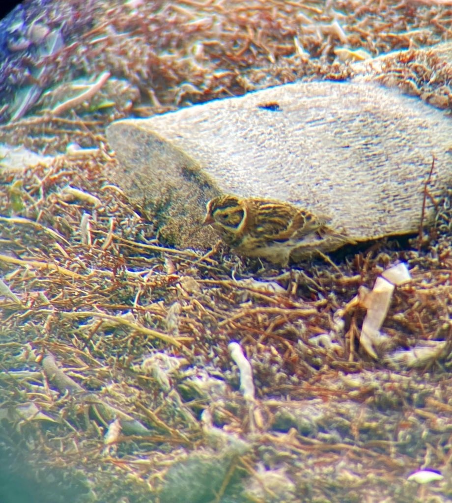 Lapland Longspur - ML499691941