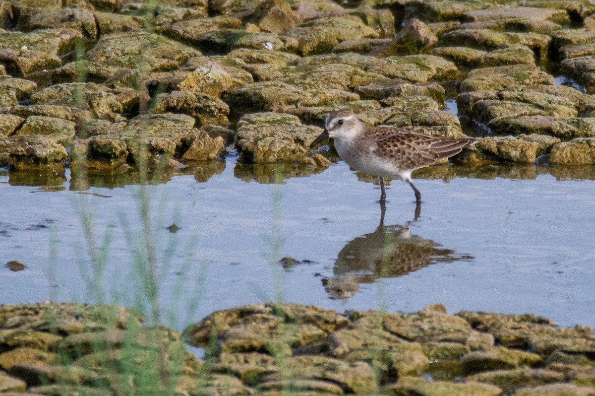 Semipalmated Sandpiper - ML499692291