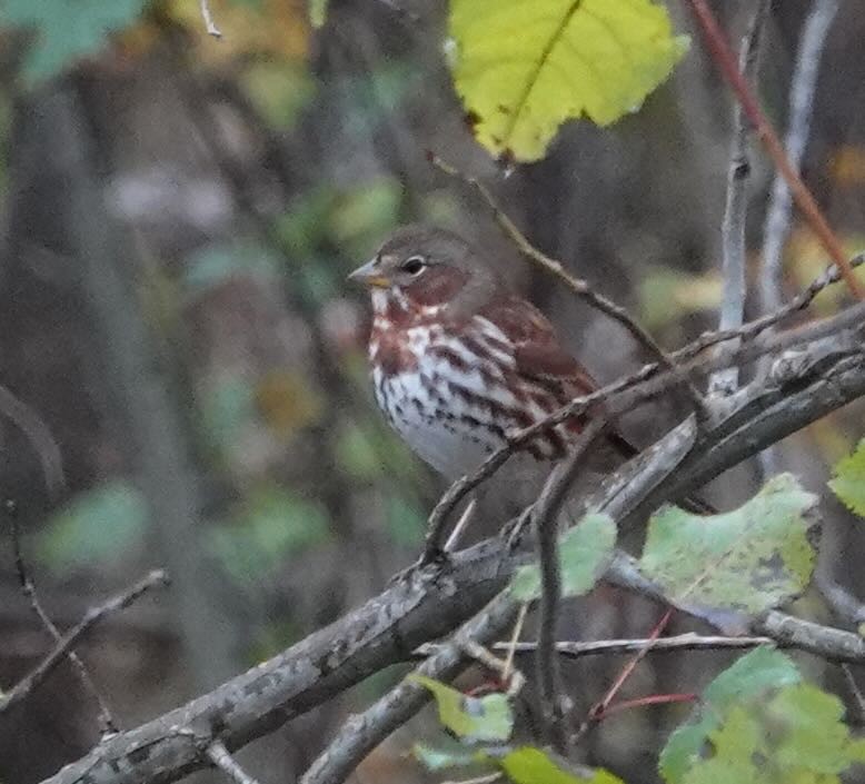 Fox Sparrow - ML499692691