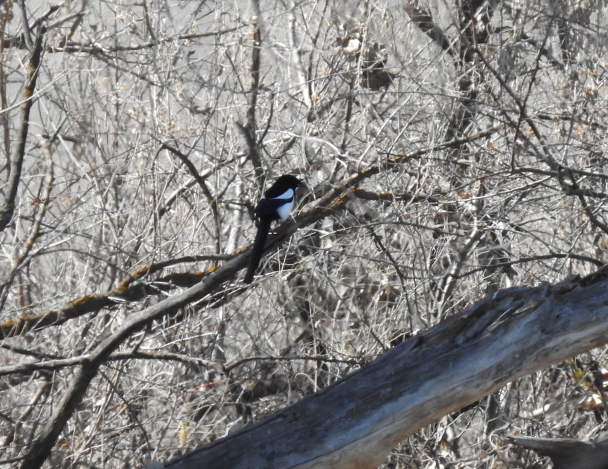 Black-billed Magpie - ML49969301
