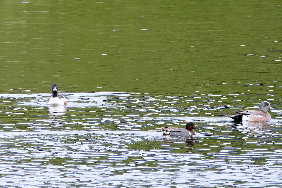 Green-winged Teal - ML49969431