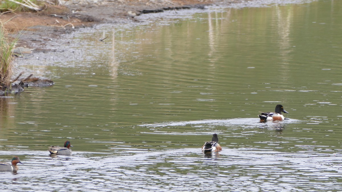 Green-winged Teal - ML49969441