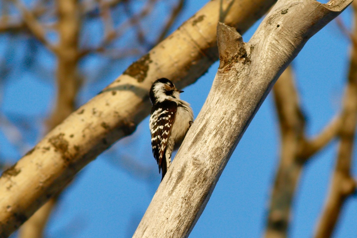 Lesser Spotted Woodpecker - ML49969471