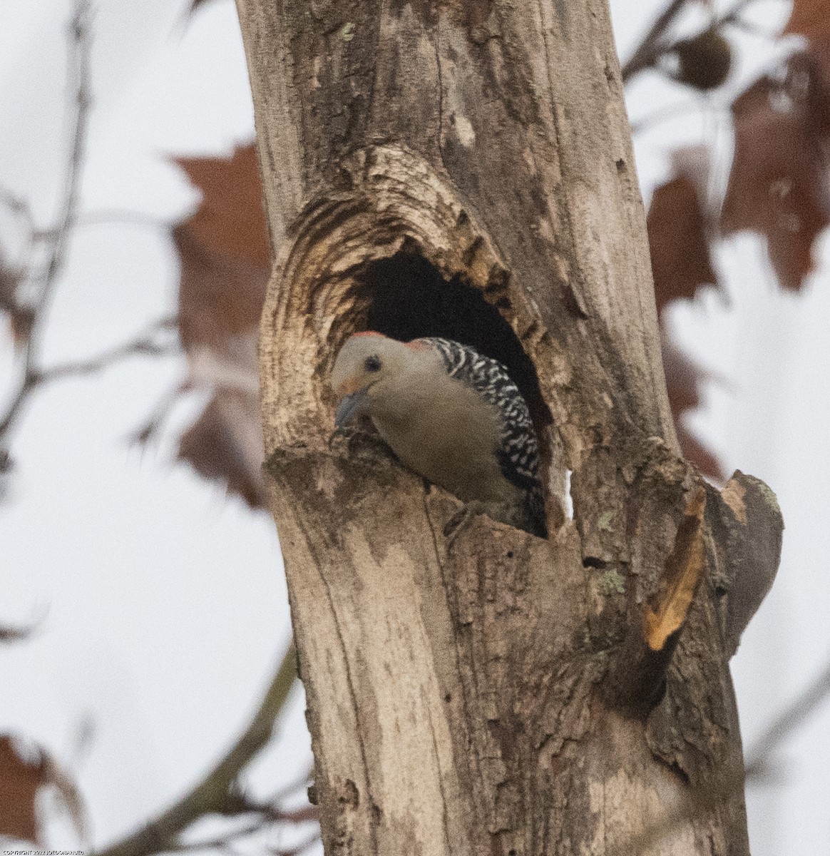 Red-bellied Woodpecker - ML499694781