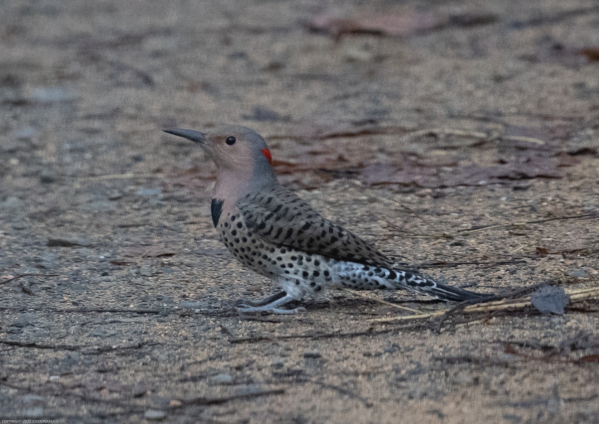 Northern Flicker (Yellow-shafted) - ML499694851