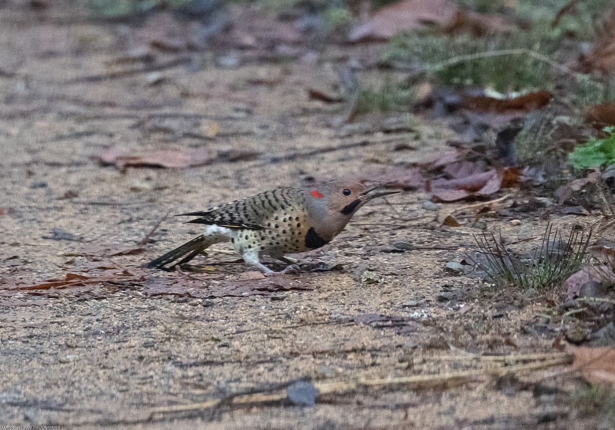 Northern Flicker (Yellow-shafted) - ML499694861