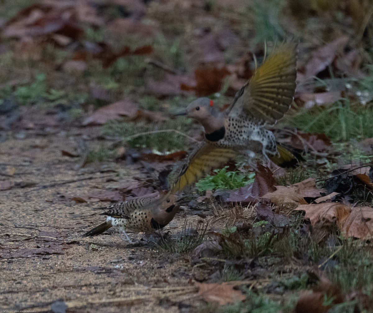 Northern Flicker (Yellow-shafted) - ML499694871