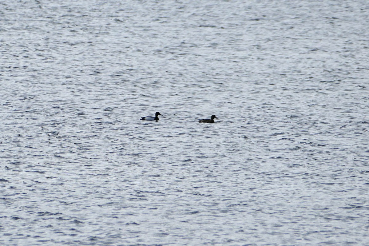 Greater/Lesser Scaup - ML49969511