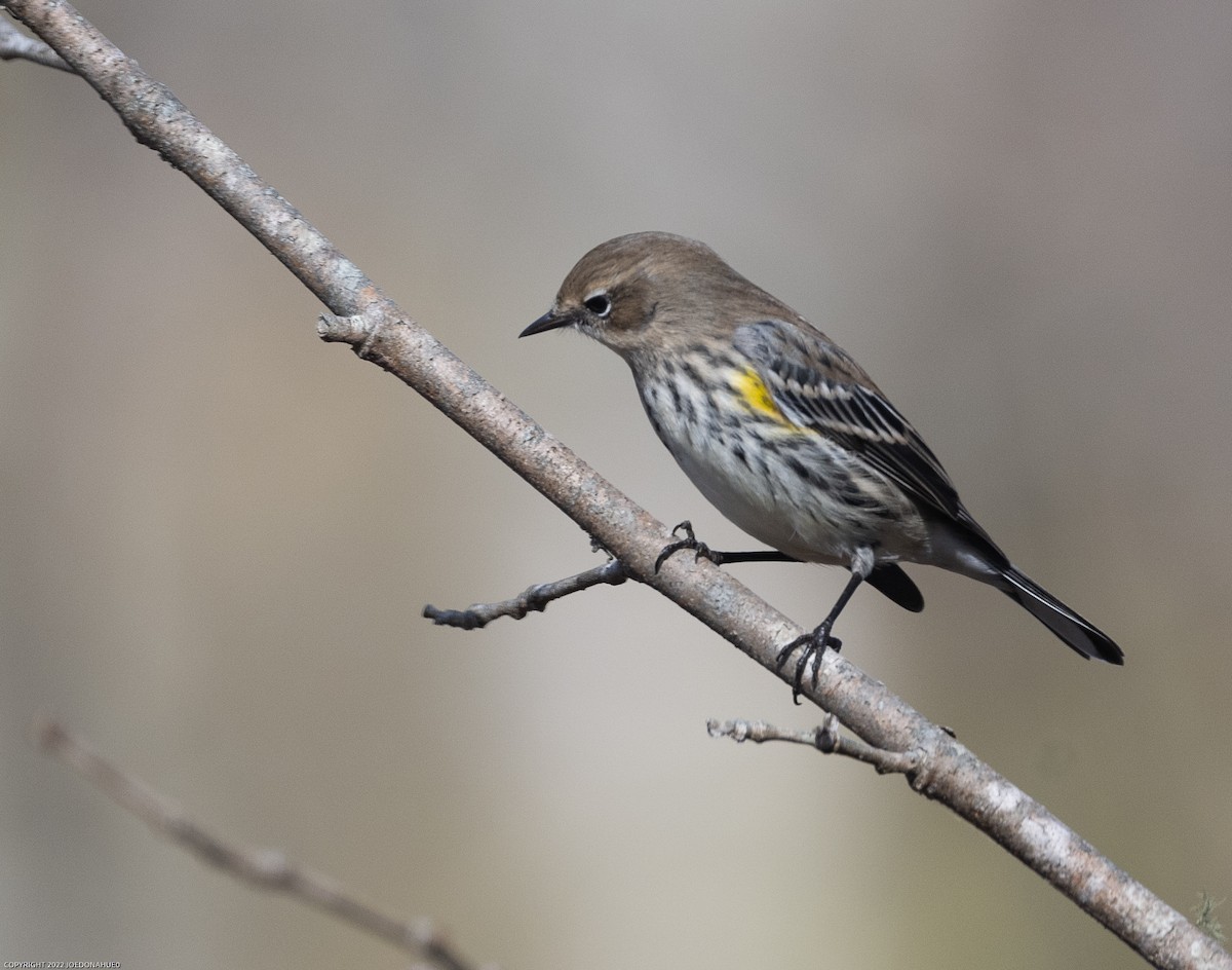 lesňáček žlutoskvrnný (ssp. coronata) - ML499695471