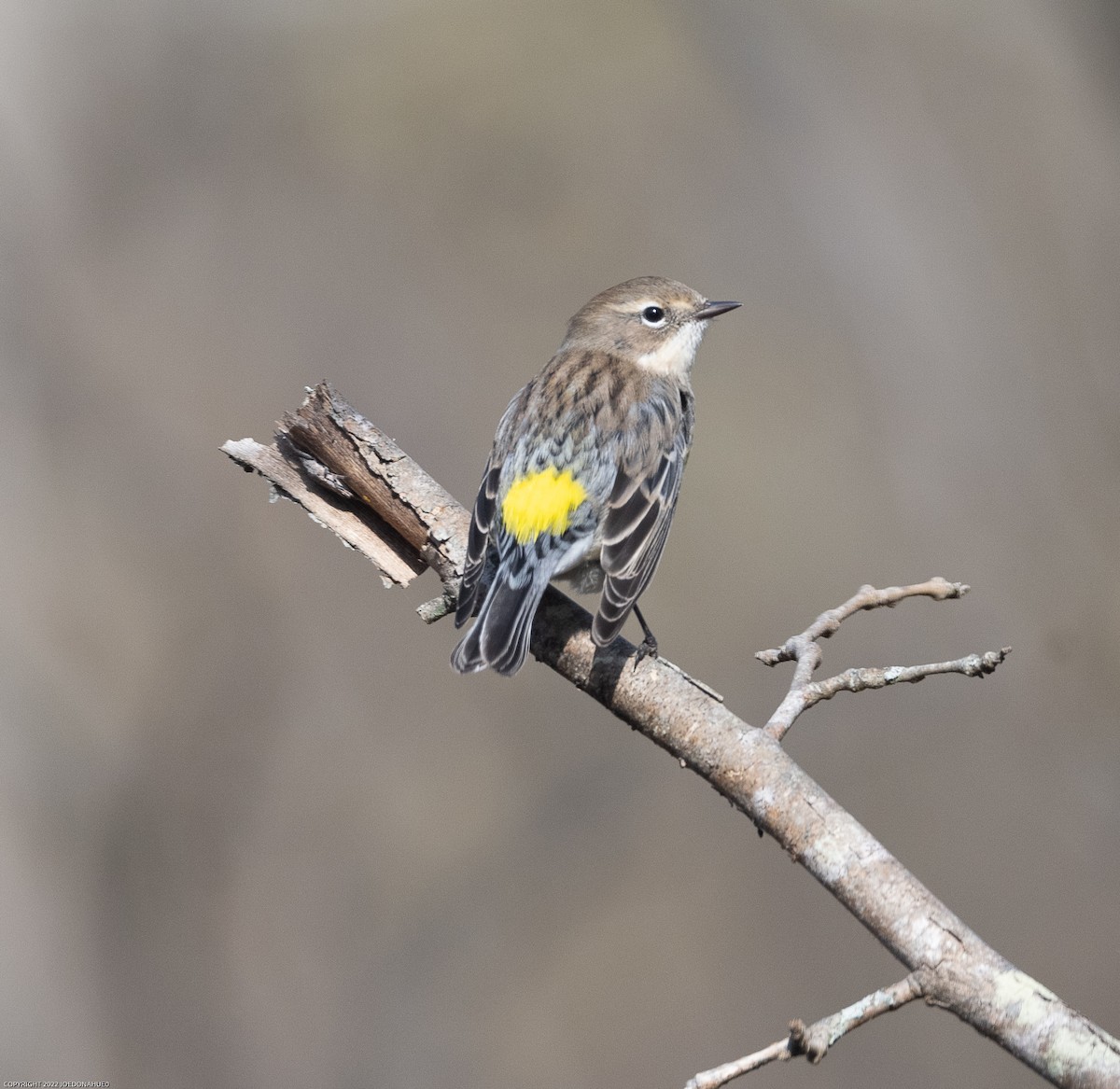 Yellow-rumped Warbler (Myrtle) - Joe Donahue