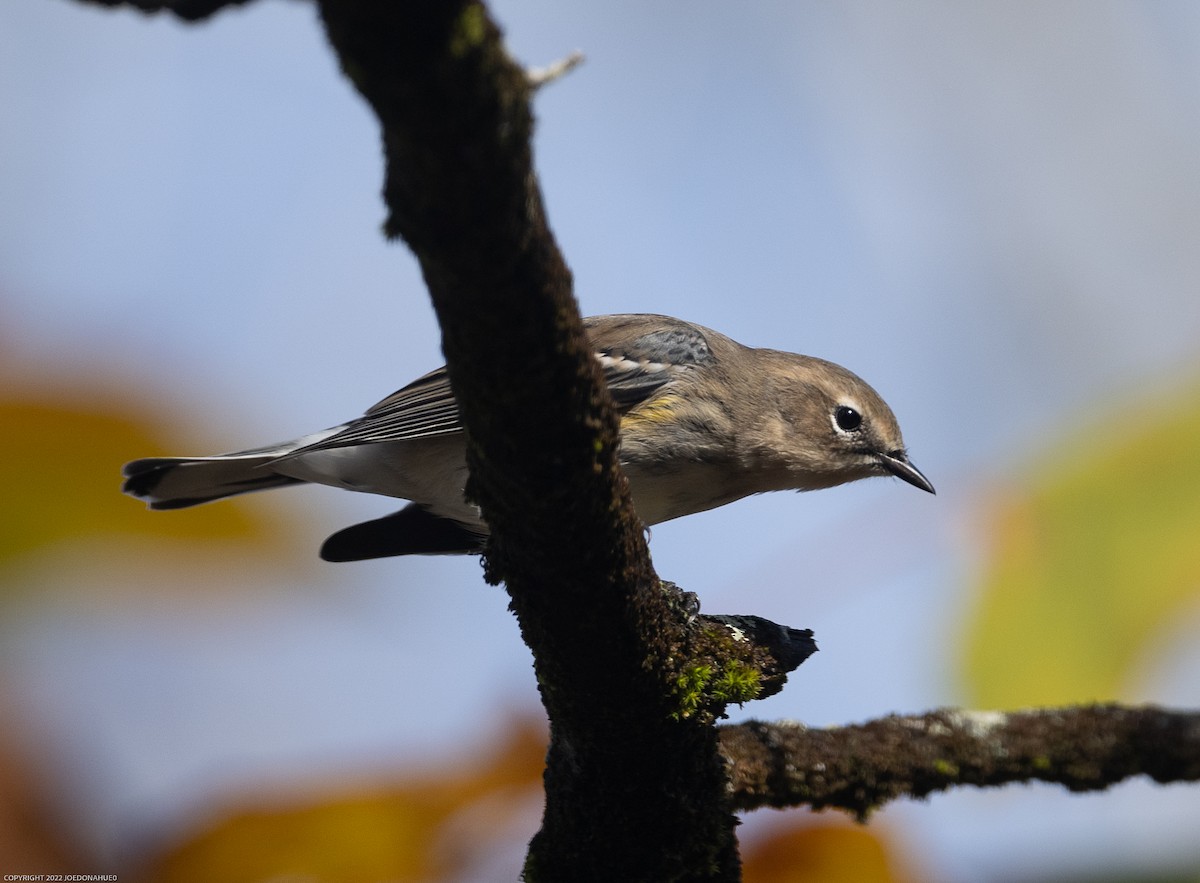 lesňáček žlutoskvrnný (ssp. coronata) - ML499695581