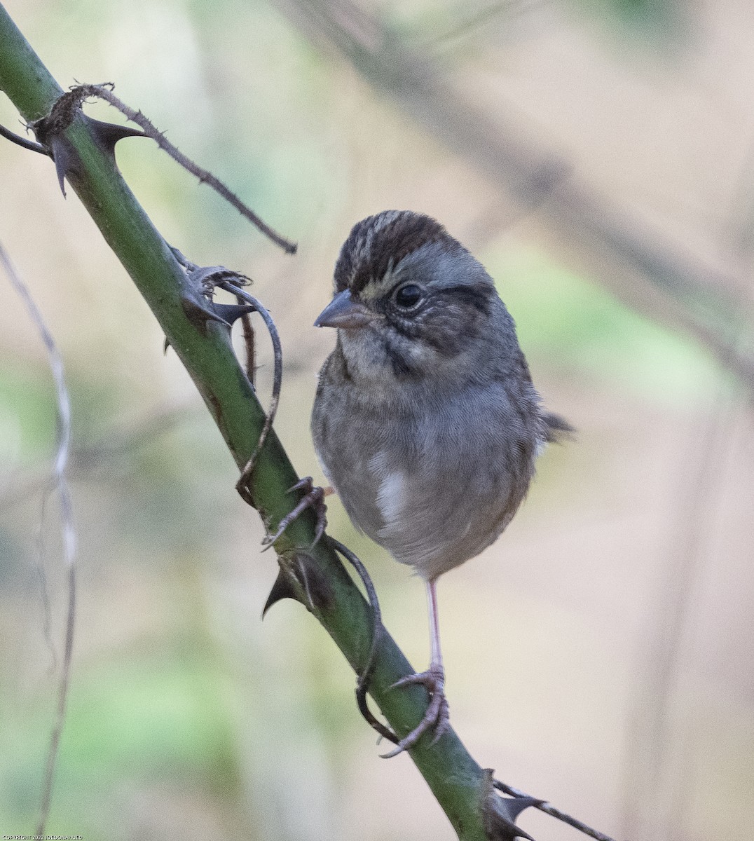 Swamp Sparrow - ML499695901