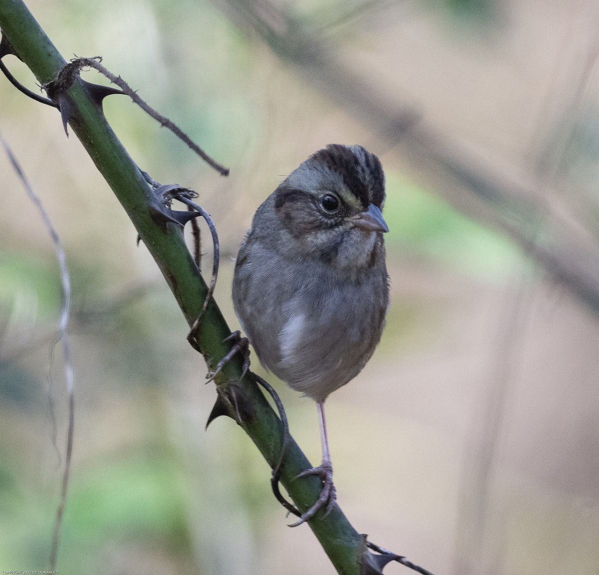 Swamp Sparrow - ML499695911