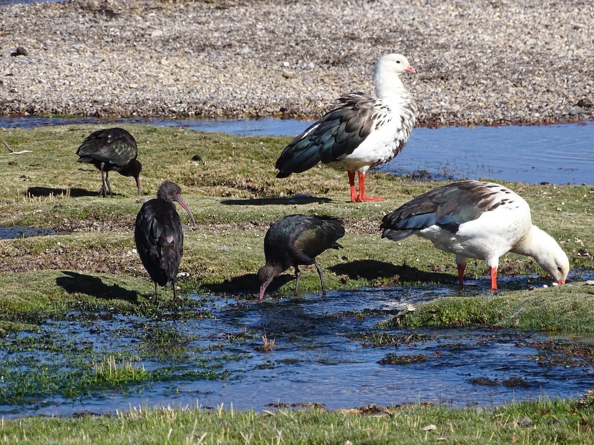 ibis andský - ML499696231