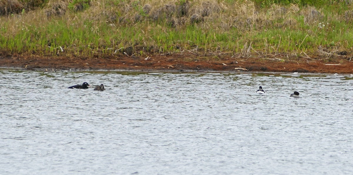 Белокрылый турпан - ML49969711