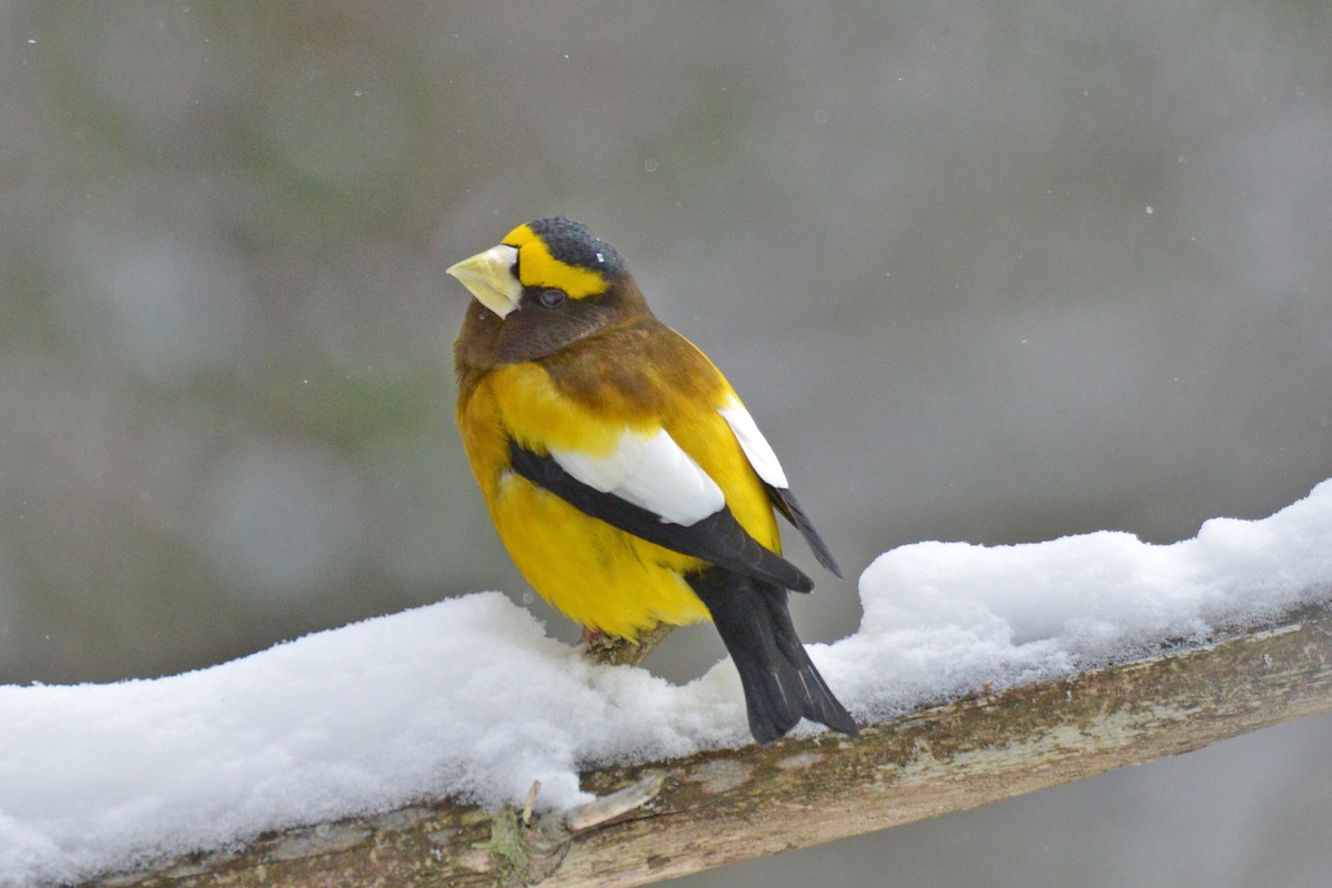 Evening Grosbeak - Michael Hatton