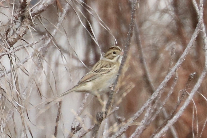 Clay-colored Sparrow - ML499698081