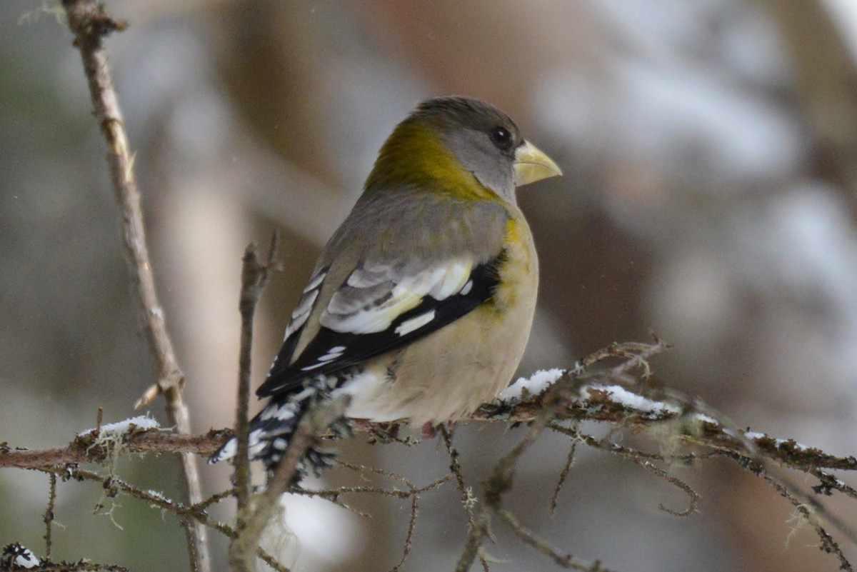 Evening Grosbeak - Michael Hatton