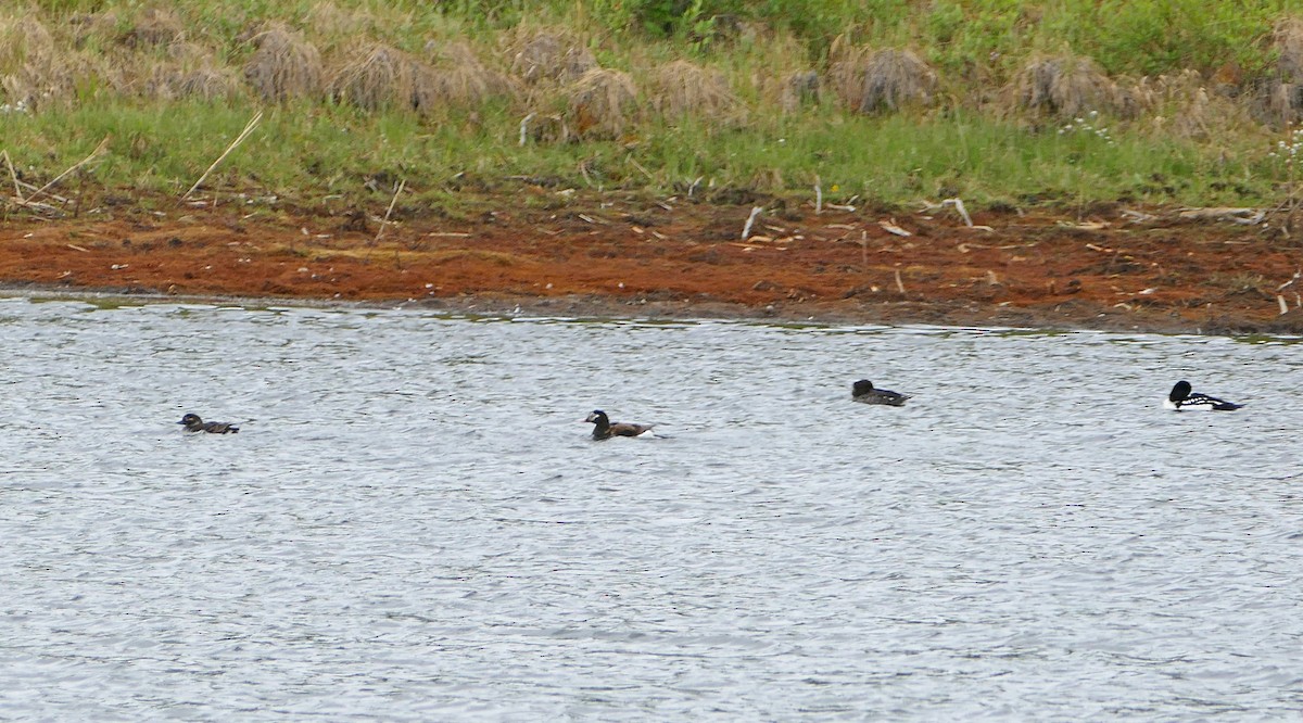 Long-tailed Duck - ML49969881