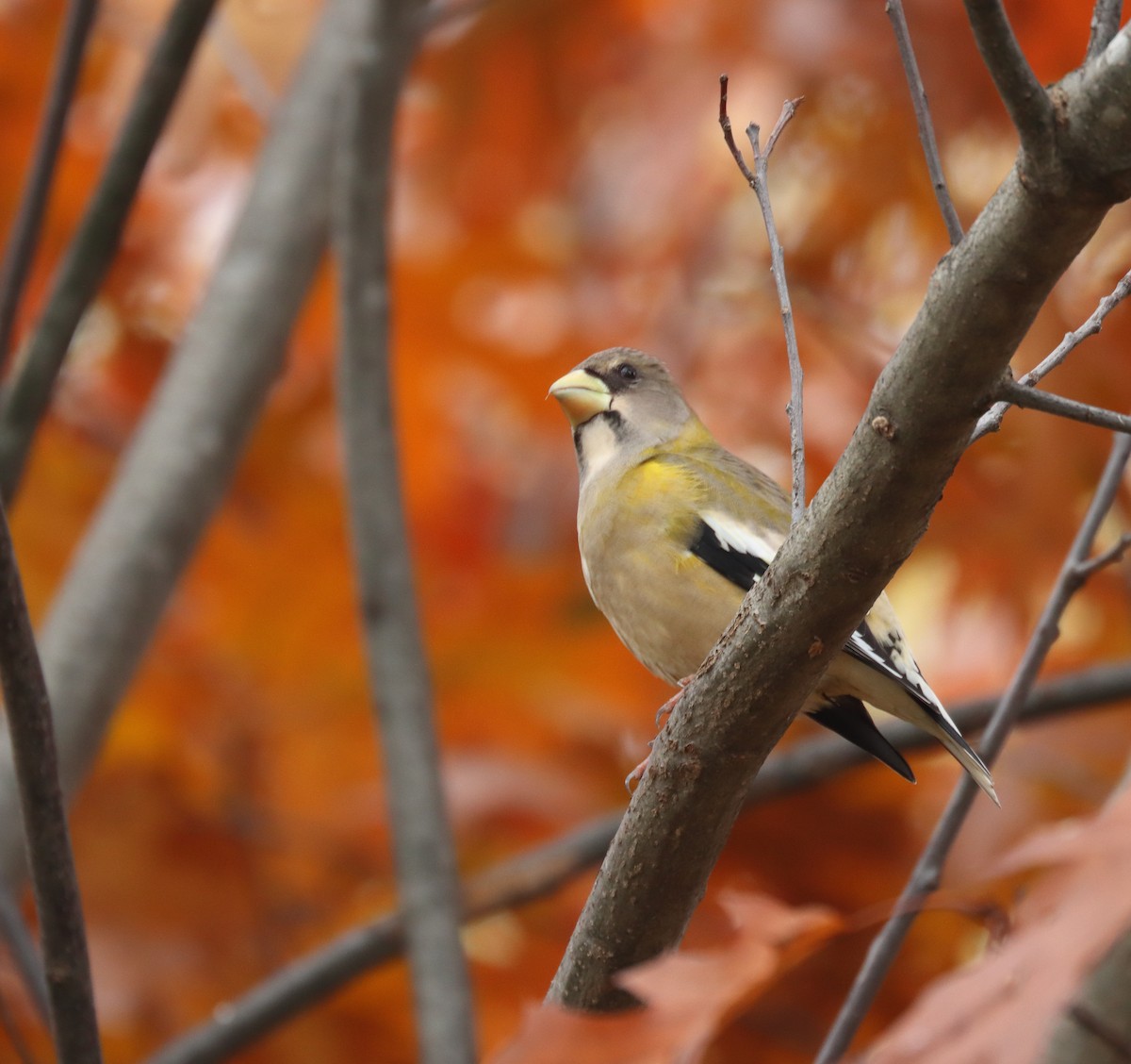 dlask žlutočelý - ML499699471