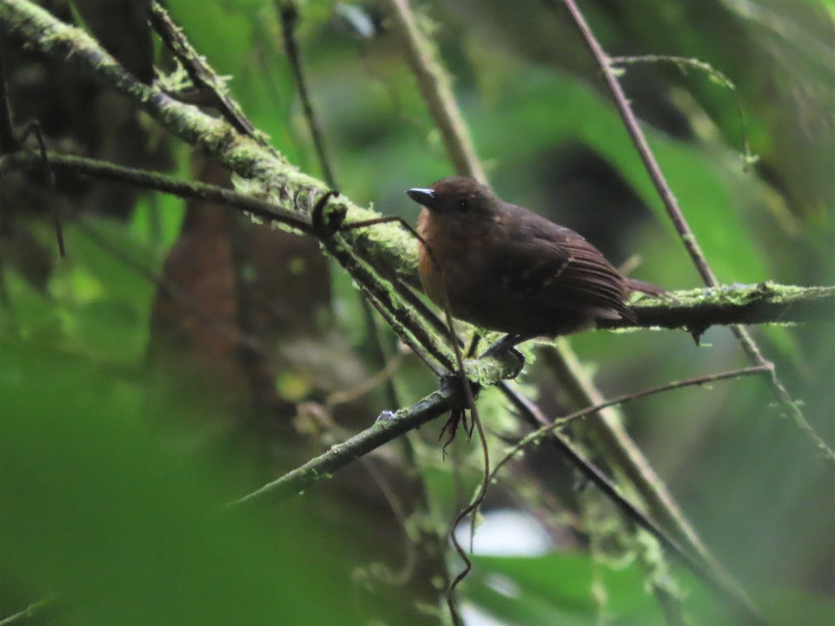 Foothill Stipplethroat - ML499700501