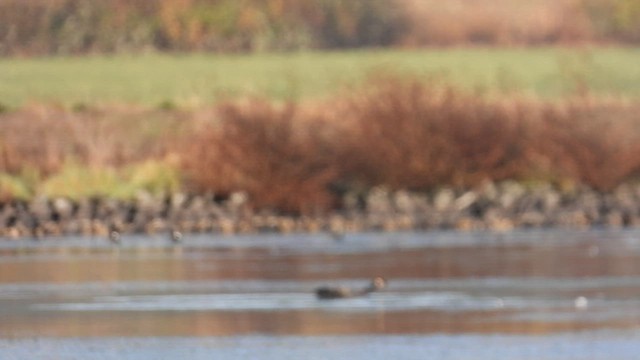 Bald Eagle - ML499700801