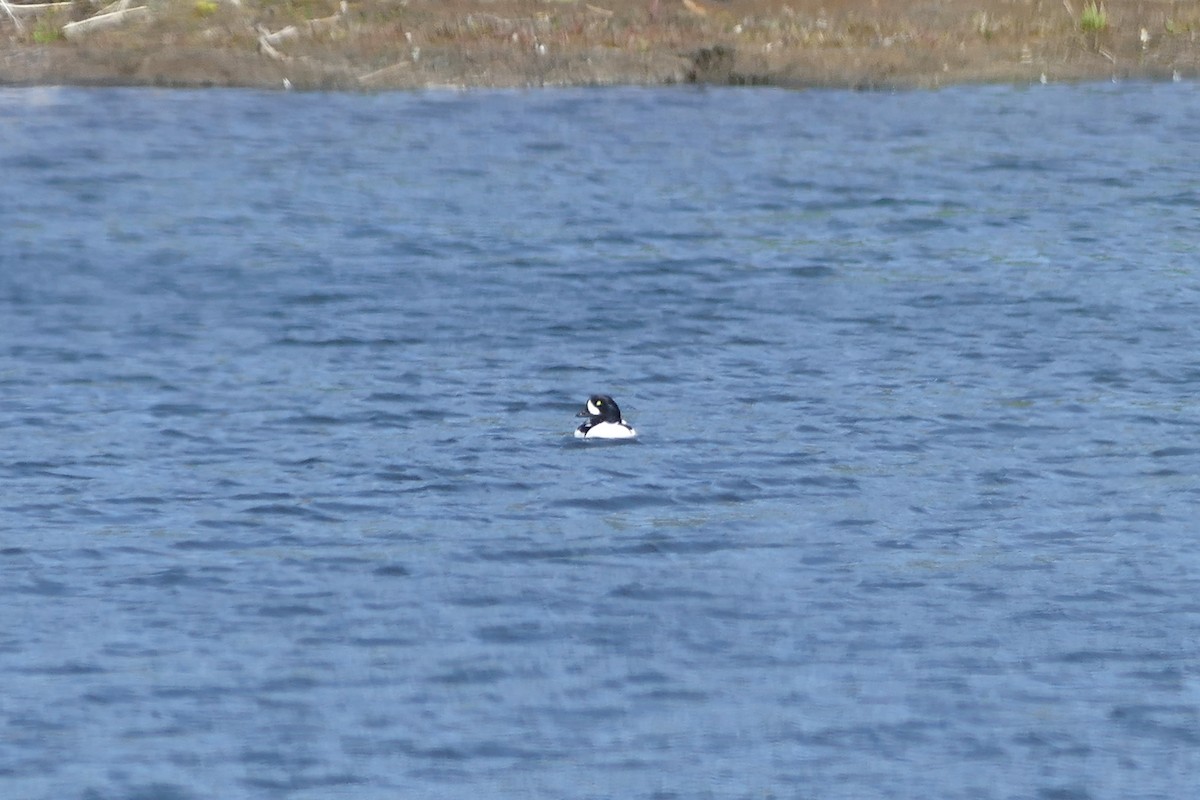 Barrow's Goldeneye - ML49970141