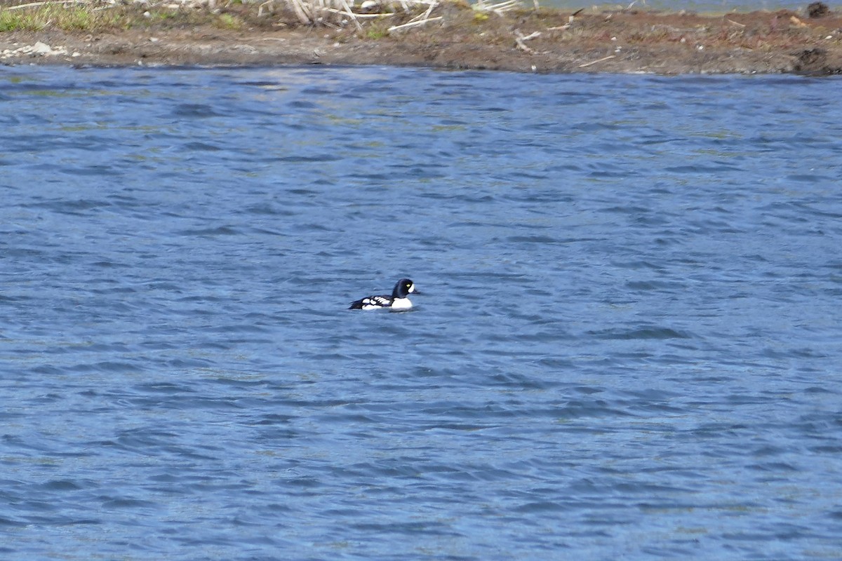 Barrow's Goldeneye - ML49970191