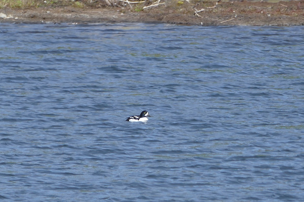 Barrow's Goldeneye - ML49970201