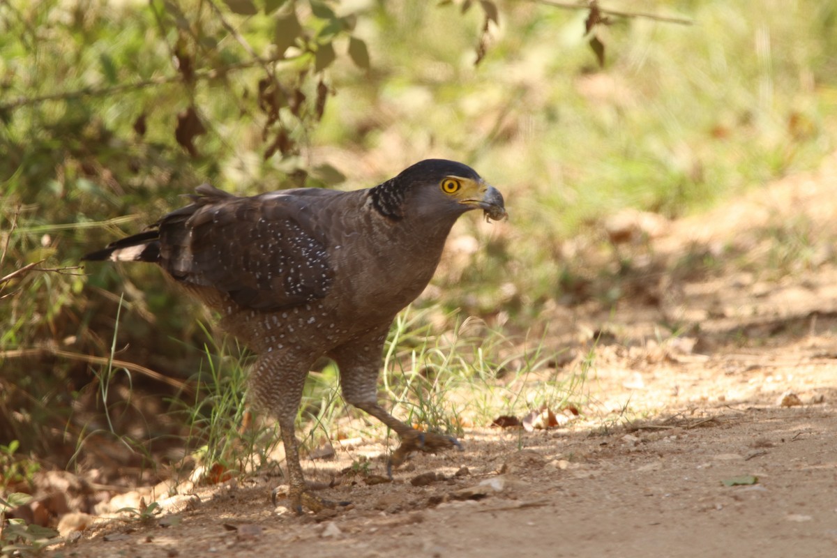 Crested Serpent-Eagle - ML499702021