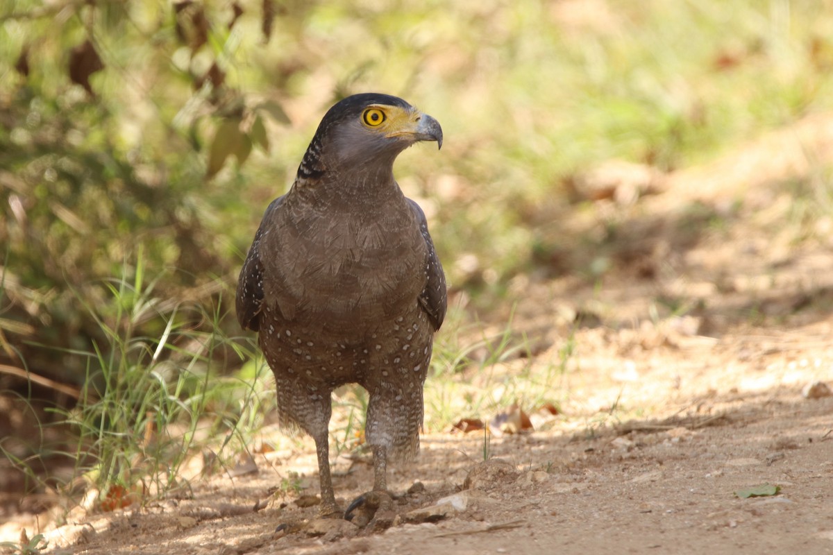 Crested Serpent-Eagle - ML499702031